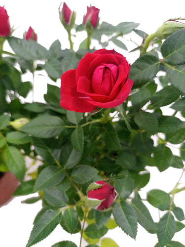 Rose Plant- Holland - Mixed Colors
